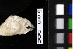 Foto (Detailansicht) von Decapoda indet. (NHMW-GEO-1990-0041-0185)